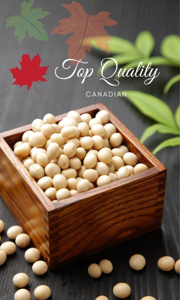 Canadian food grade soybeans Supplier and Exporter