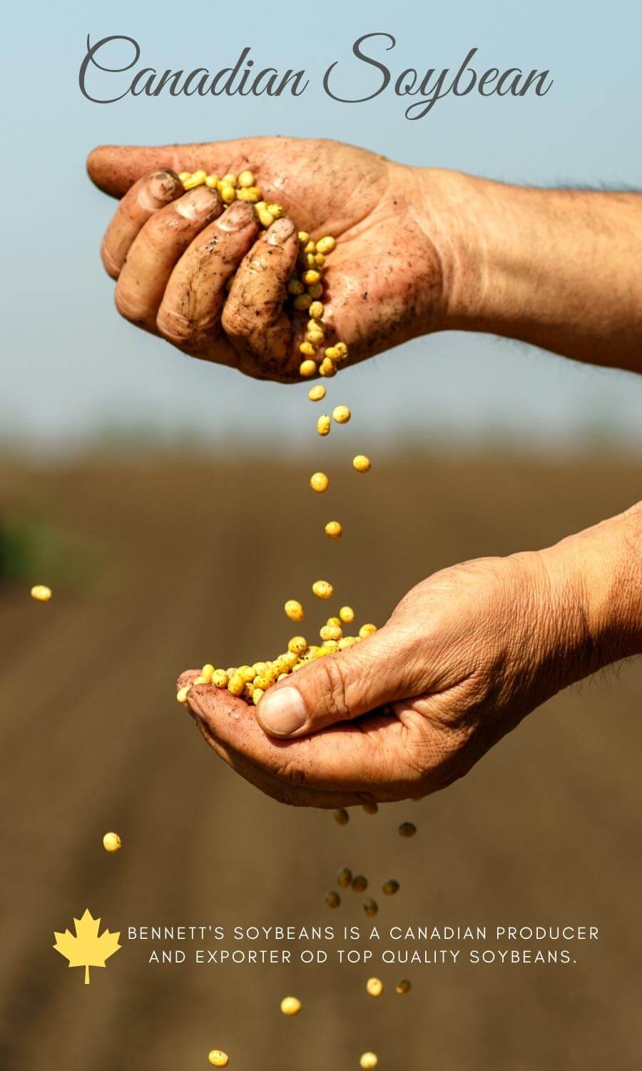 Canadian soybeans