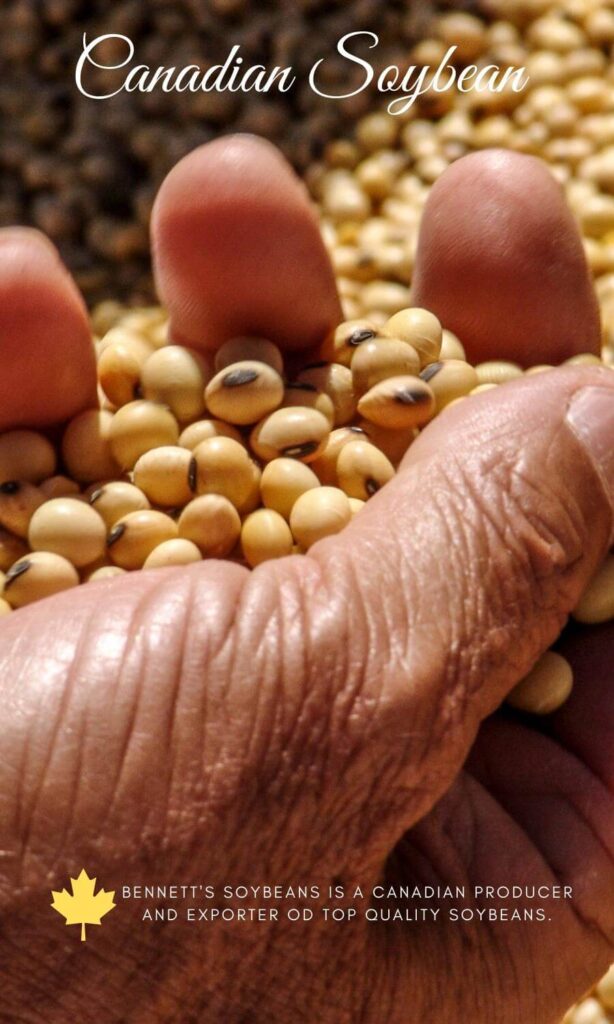 Canadian Soybean producer and Exporter BSB