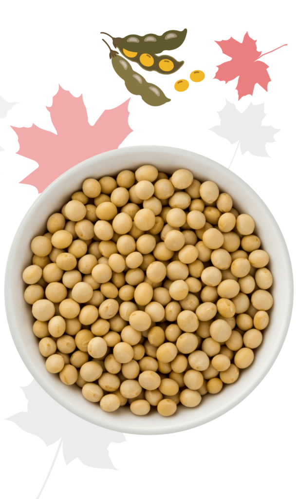 Canadian Soybeans Producer and Exporter BS