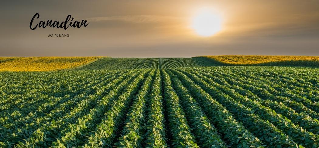 Canada soybeans exporter