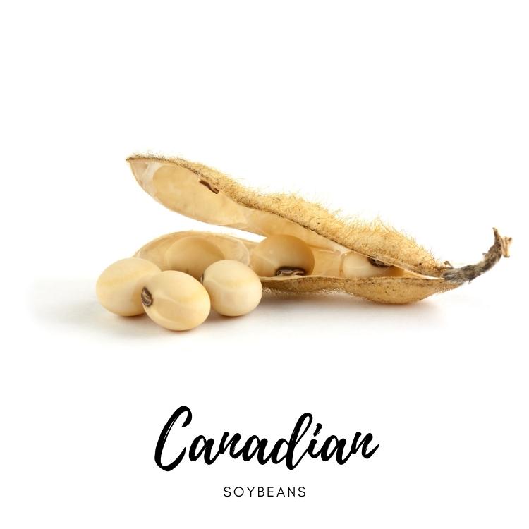 soybean canadian